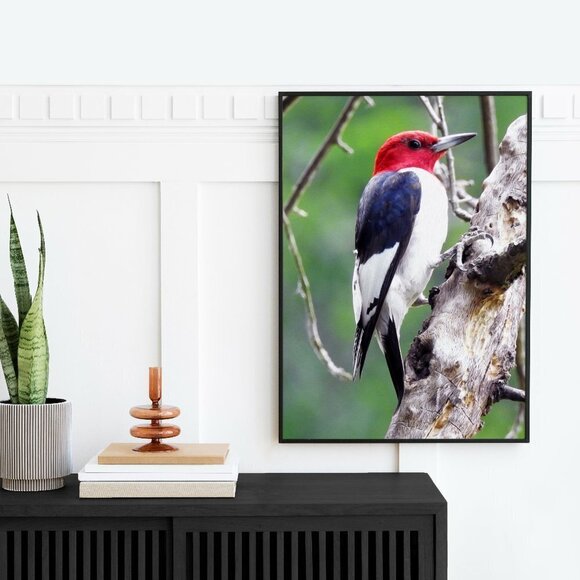 16x20‎ Red Headed Woodpecker on a Limb Oil Painting Print - Picture 4 of 4